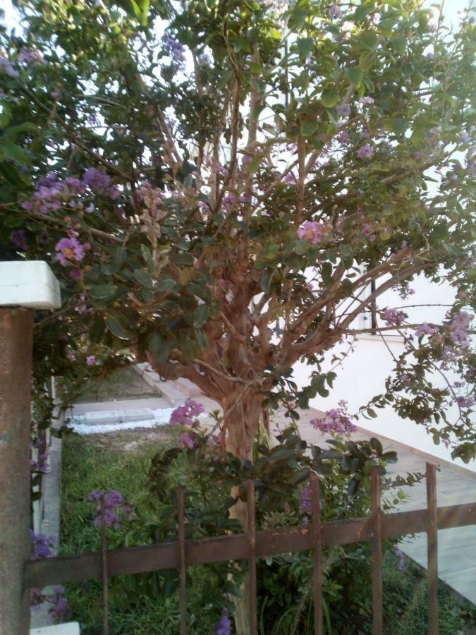 The Judas Trees Mestre Exterior photo